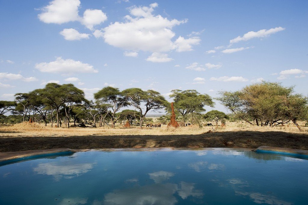 Sanctuary Swala’s pool in Tanzania, Africa. dünyanın en şahane gavuzları
