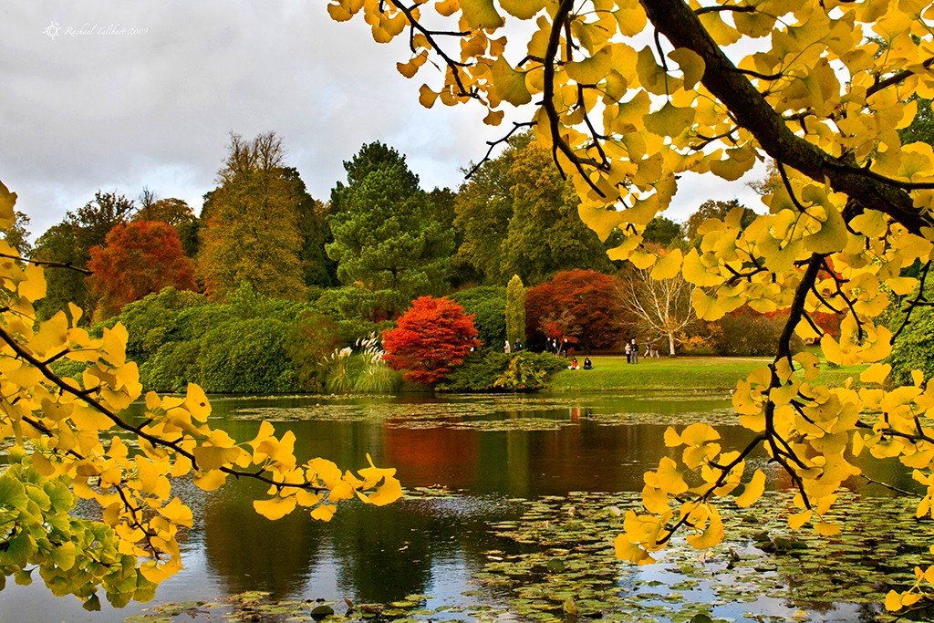 Autumn foliage by the lake at Sheffield Park, East Sussex