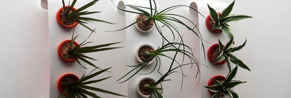 Flowerbox İle Her Yer Çiçek Açacak